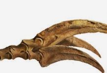 New study sheds light on dinosaur claw function