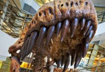 How do we know what we know about dinosaur behaviour?