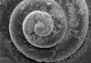 Modern Ocean Acidification Is Outpacing Ancient Upheaval, Study Suggests