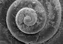 Modern Ocean Acidification Is Outpacing Ancient Upheaval, Study Suggests