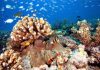 Ancient reefs preserved tropical marine biodiversity