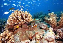 Ancient reefs preserved tropical marine biodiversity
