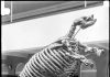 Climate not to blame for the disappearance of large mammals