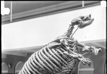 Climate not to blame for the disappearance of large mammals