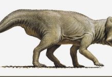 Of dinosaurs and mathematics