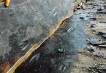 Newly discovered paddle prints show how ancient sea reptiles swam