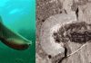 New fossil find pinpoints the origin of jaws in vertebrates