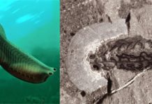 New fossil find pinpoints the origin of jaws in vertebrates