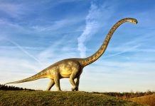 Why Diplodocus did not put all her eggs in one basket