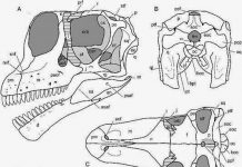 ‘Pocket sauropod’ sheds light on giant’s evolution