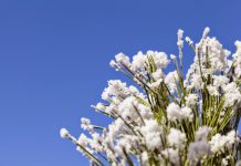 Arctic warming linked to fewer European and U.S. cold weather extremes, new study shows