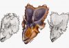 New horned dinosaur reveals unique wing-shaped headgear