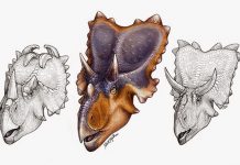 New horned dinosaur reveals unique wing-shaped headgear