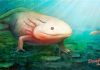 Bizarre parasite from the Jurassic had mouthparts for sucking blood of salamanders