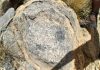 Animals built reefs 550 million years ago, fossil study finds