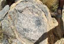 Animals built reefs 550 million years ago, fossil study finds