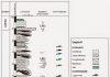New Ichthyosaur Graveyard Found