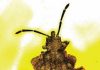 New species from the past