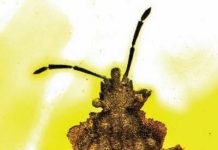 New species from the past