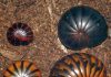 New species of ancient chirping giant pill-millipedes from Madagascar already threatened