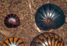 New species of ancient chirping giant pill-millipedes from Madagascar already threatened