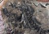 Chilean scientists make huge fossil find