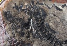 Chilean scientists make huge fossil find