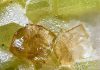 Melanophlogite