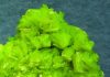 Meta-autunite