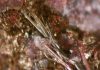 Millerite