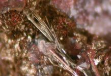 Millerite