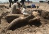 Bachelor party finds rare mastodon fossil in New Mexico