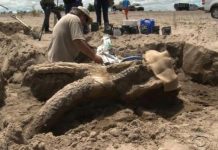 Bachelor party finds rare mastodon fossil in New Mexico