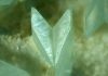 Phosphophyllite