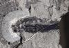 Tiny ancient fish unlocks secrets of Earth’s early vertebrates