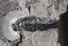 Tiny ancient fish unlocks secrets of Earth’s early vertebrates