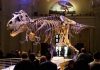 Warm blooded or cold? Dinosaurs were somewhere in between