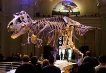 Warm blooded or cold? Dinosaurs were somewhere in between