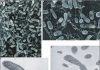 Subseafloor bacteria survive by over-activating DNA-repair and antibiotic target genes