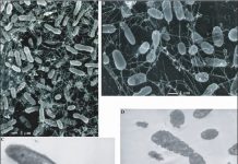 Subseafloor bacteria survive by over-activating DNA-repair and antibiotic target genes