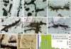 Proof of life: Reevaluating oldest known Archean trace fossil for indications of early biology