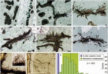 Proof of life: Reevaluating oldest known Archean trace fossil for indications of early biology