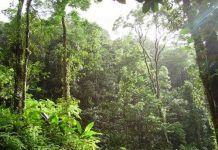 Hot tropical oceans during Pliocene greenhouse warming