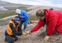 Ancient Arctic sharks tolerated brackish water 50 million years ago