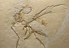 New specimen of Archaeopteryx reveals previously unknown features of the plumage