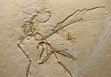 New specimen of Archaeopteryx reveals previously unknown features of the plumage