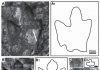 Denali duck-billed dino tracks discovered