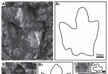 Denali duck-billed dino tracks discovered