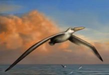 World’s biggest-ever flying bird discovered