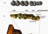 Ancient hedgehog and tapir once inhabited British Columbia
